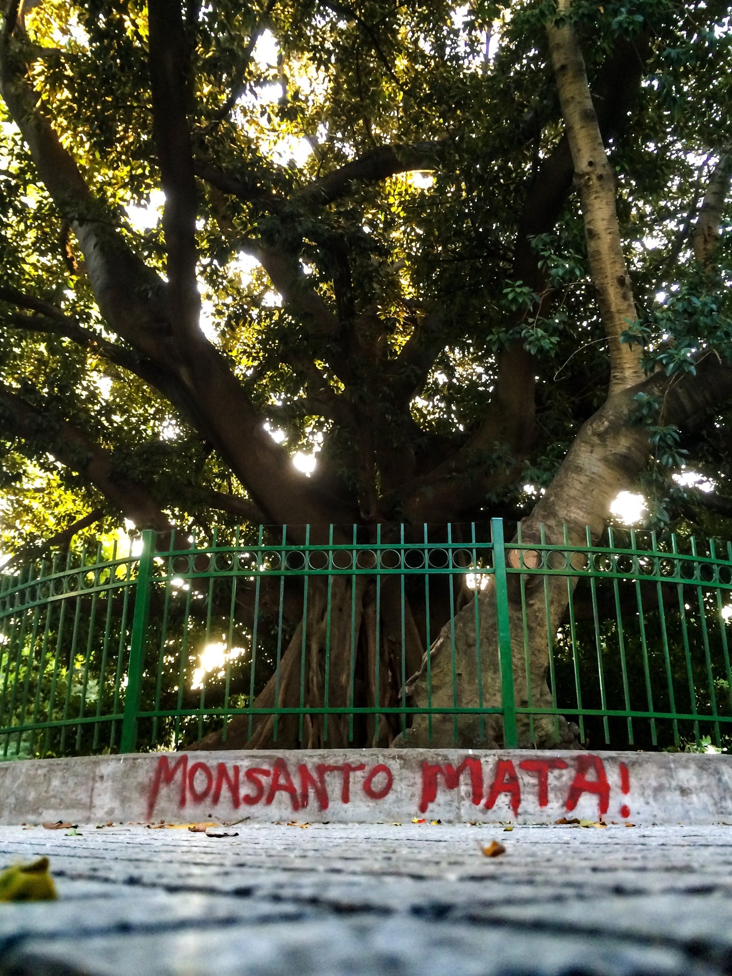 140 – Monsanto Mata, Argentinien 2016