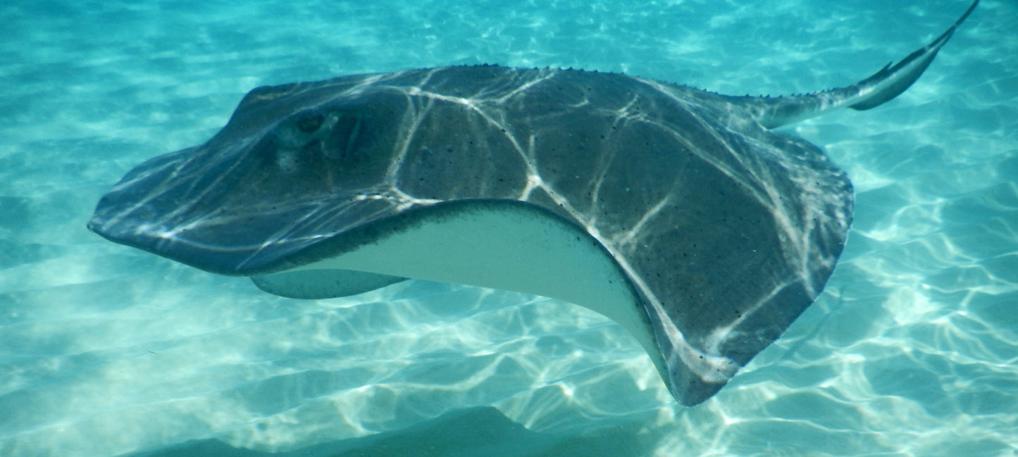 185 - Ray, Cayman Islands