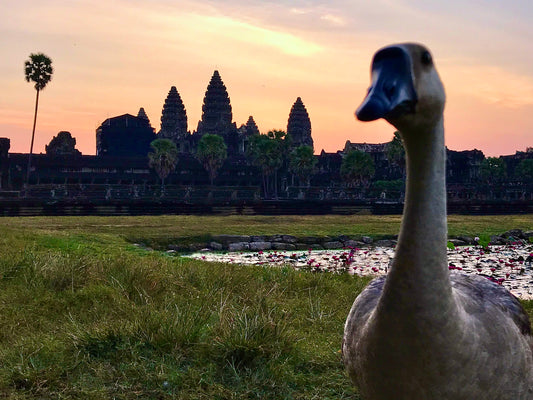 021 - Sunrise Goose, Angkor Wat 2018