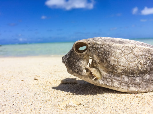 041 - From the Sea, Mauritius 2016