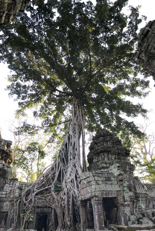 051 - Ta Prohm, Cambodia 2018