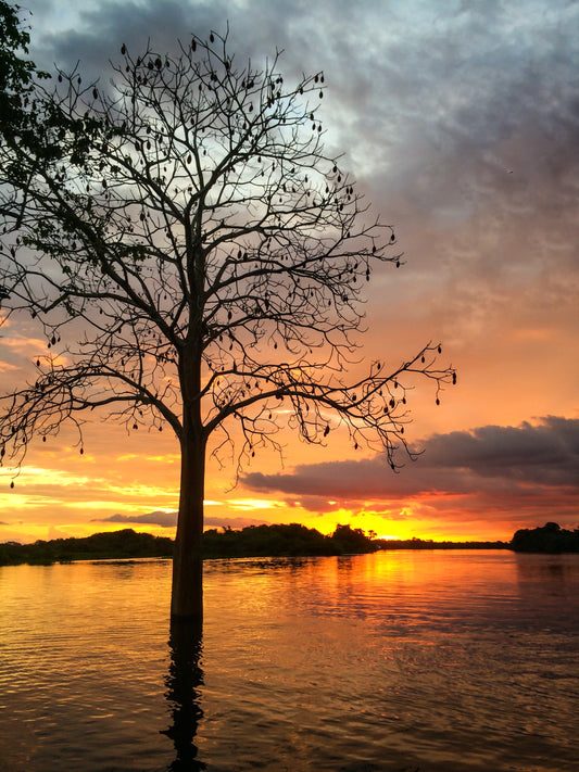 098 – Baumwollbaum im Amazonas-Regenwald, Brasilien 2015