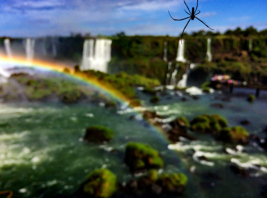 107 - Spider Rainbow, Brazil 2015