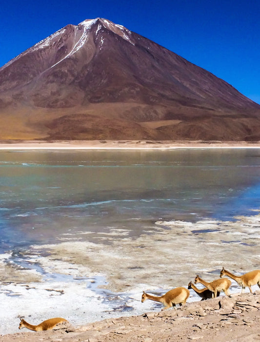 112 - Guanaco, Bolivia 2015