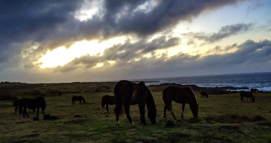 115 – Dawn, Rapa Nui 2014