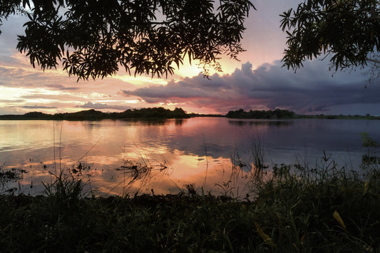 131 - Rio Juma, Amazon Rainforest 2014