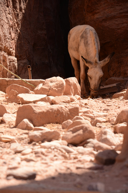 171 - Petra, Jordan