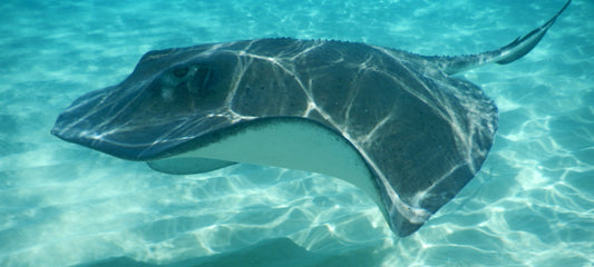 185 - Ray, Cayman Islands