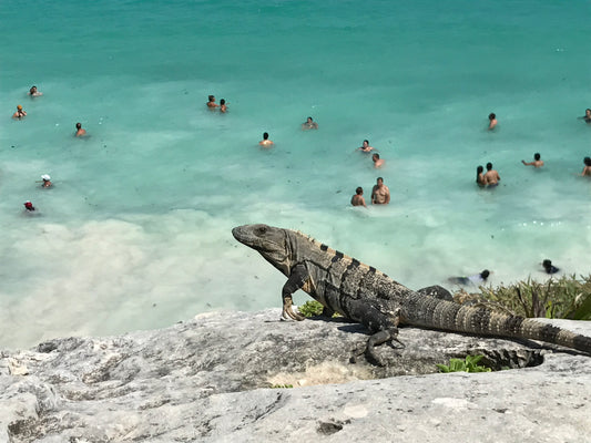 230 - I'll Eat You All, Tulum, Mexico