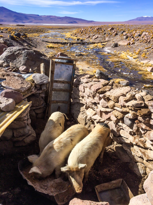 245 - Pigsty Breakfast, Bolivia