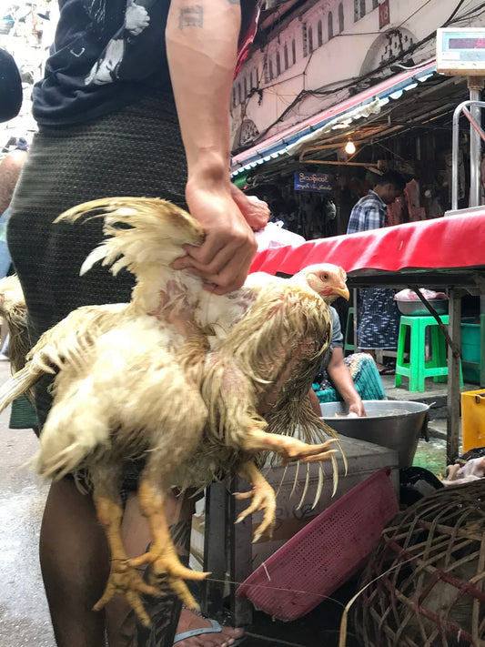 277 - Chicken Life, Yangon