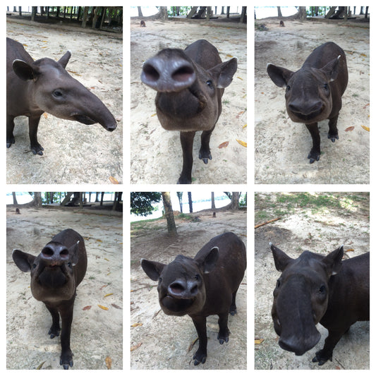 316 - My Tapir Friend, Amazon rainforest