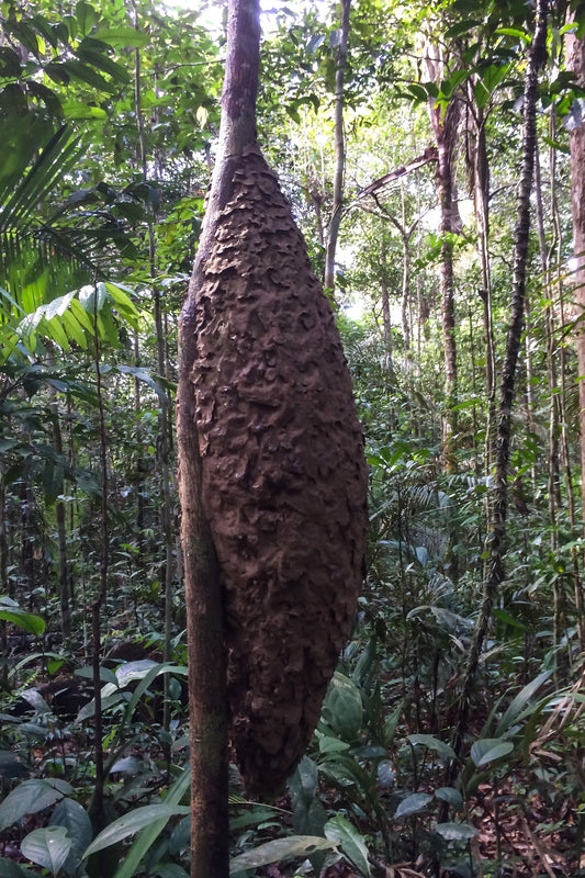 352 - Ants' Nest, Amazon rainforest